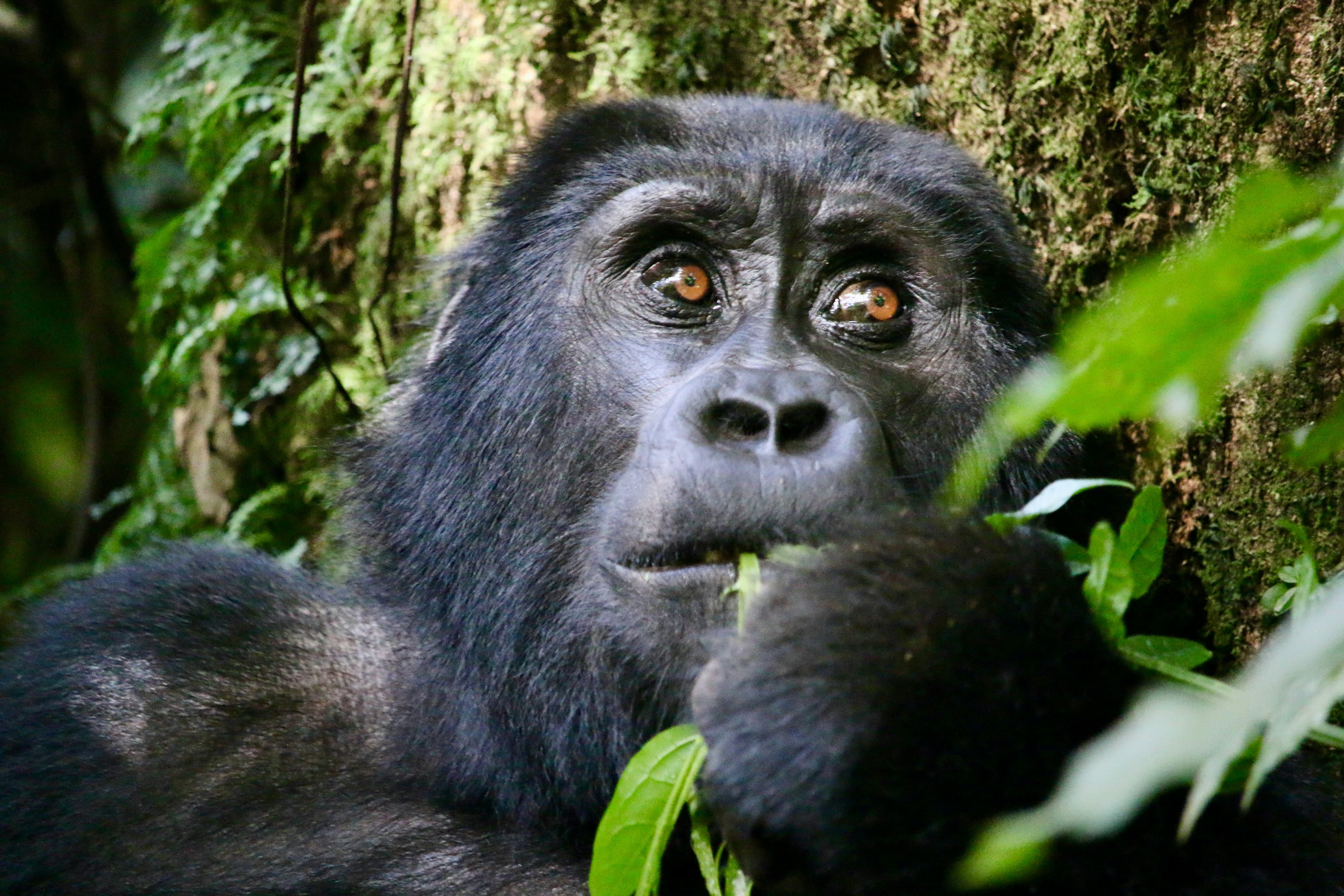 Gorilla